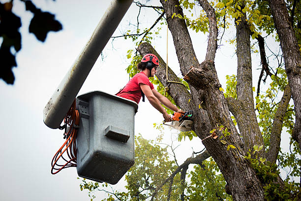 How Our Tree Care Process Works  in  Blue Ash, OH